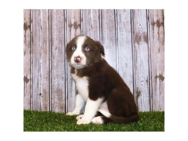 Australian Shep/Border Collie DOG Male Red / White 12237 Petland Batavia, Illinois