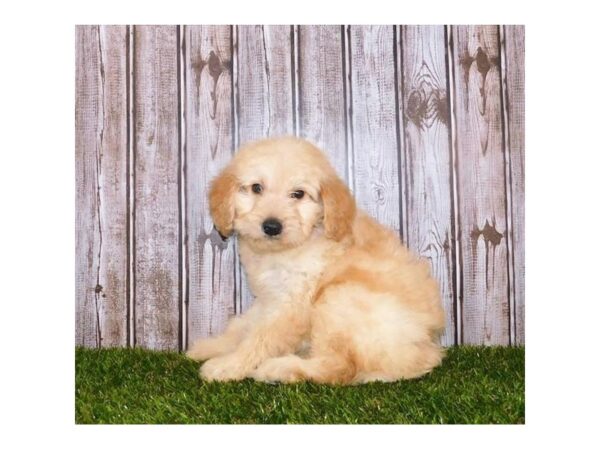 Goldendoodle DOG Male Golden 12235 Petland Batavia, Illinois