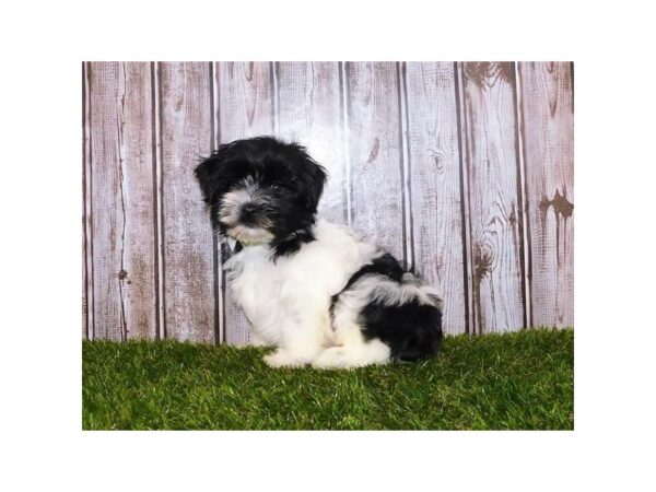 Havanese-DOG-Male-Black / White-12239-Petland Batavia, Illinois