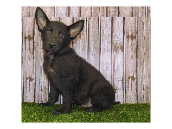 German Shepherd Dog-DOG-Male-Black-12238-Petland Batavia, Illinois