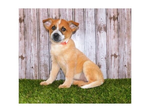 Heeler DOG Female Red Merle 20367 Petland Batavia, Illinois