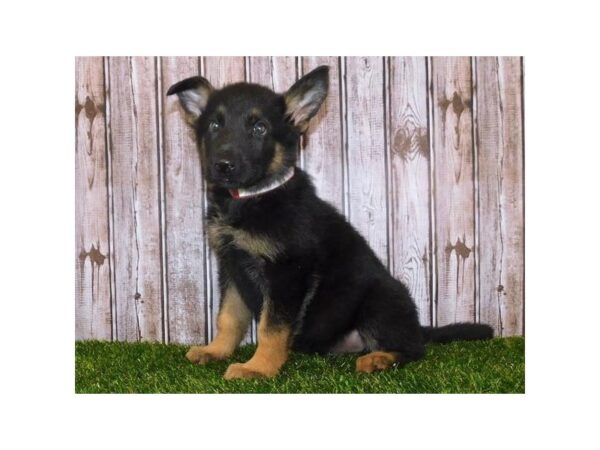 German Shepherd Dog DOG Male Black / Tan 20123 Petland Batavia, Illinois