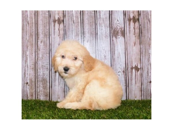 Goldendoodle DOG Male Light Golden 20356 Petland Batavia, Illinois