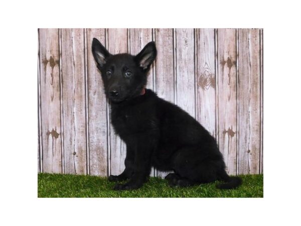 German Shepherd Dog DOG Female Black 20359 Petland Batavia, Illinois