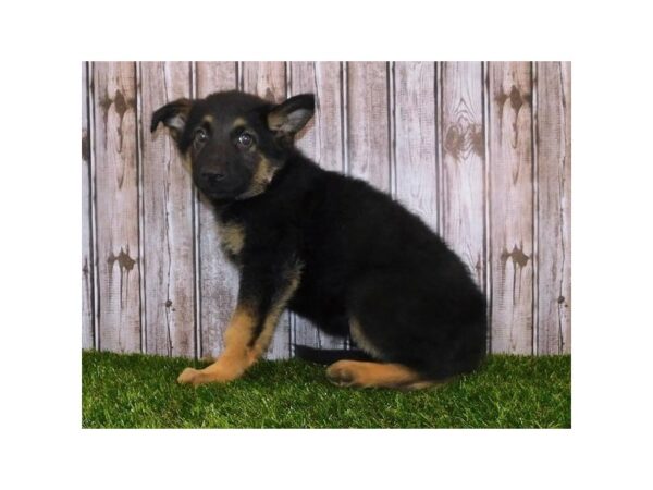 German Shepherd Dog DOG Male Black / Tan 20360 Petland Batavia, Illinois