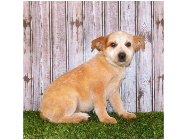 Heeler-DOG-Male-Red Merle-20357-Petland Batavia, Illinois