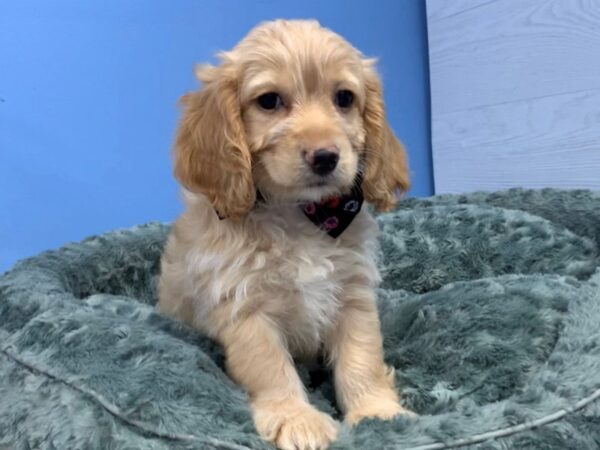 Cockapoo DOG Male Buff 20114 Petland Batavia, Illinois