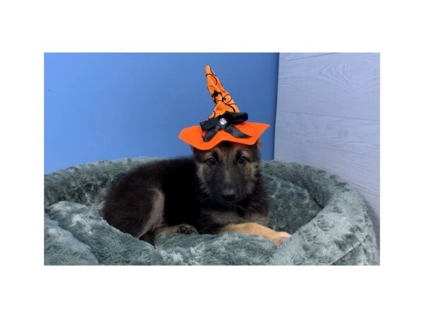 German Shepherd-DOG-Female-Black and Tan-20117-Petland Batavia, Illinois
