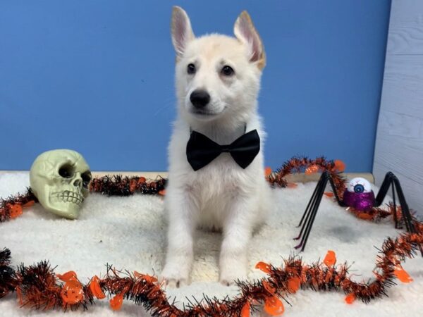 German Shepherd DOG Male White 20116 Petland Batavia, Illinois
