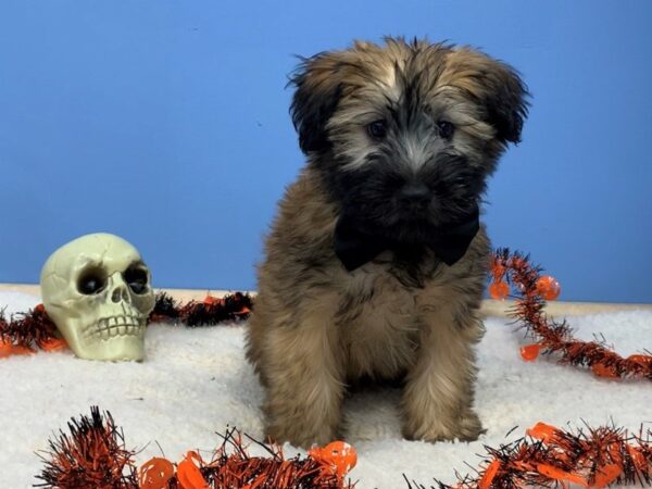 Soft Coated Wheaten Terrier DOG Male Wheaten 20111 Petland Batavia, Illinois