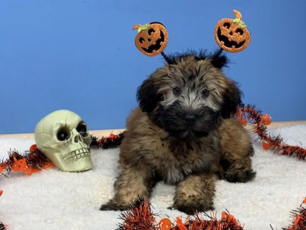 Soft Coated Wheaten Terrier DOG Male Wheaten 20113 Petland Batavia, Illinois