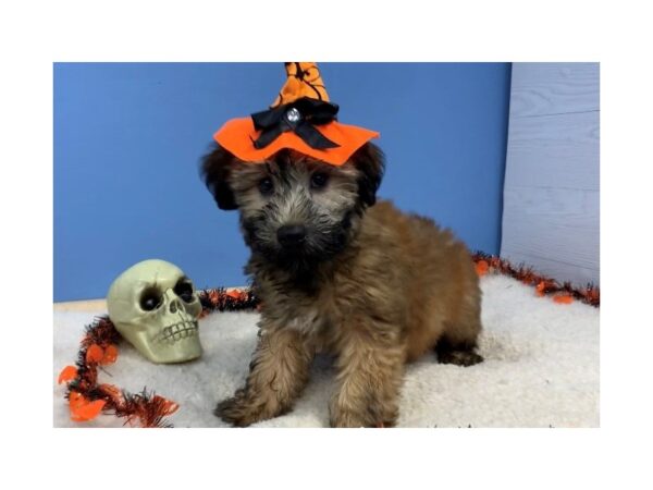 Soft Coated Wheaten Terrier DOG Female Wheaten 20112 Petland Batavia, Illinois