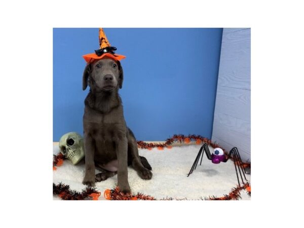 Labrador Retriever DOG Female Silver 20109 Petland Batavia, Illinois