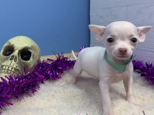 Chihuahua DOG Female White 20105 Petland Batavia, Illinois
