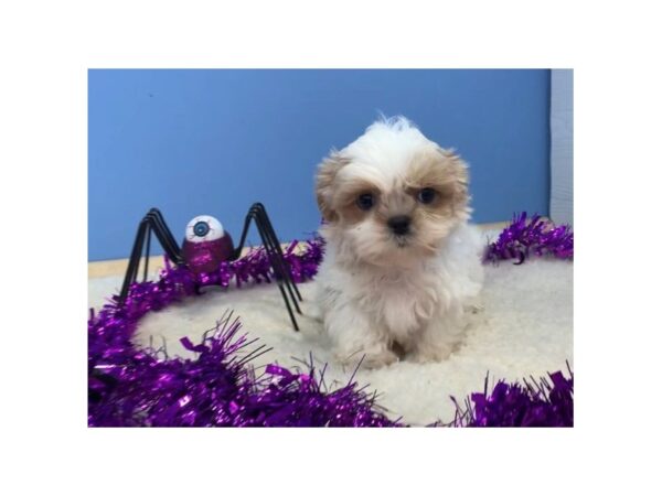 Shih Tzu DOG Male Cream / White 20110 Petland Batavia, Illinois