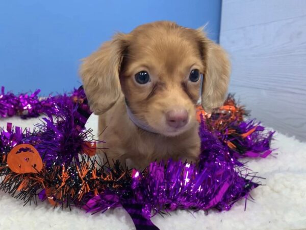 Dachshund DOG Female Blonde 20107 Petland Batavia, Illinois