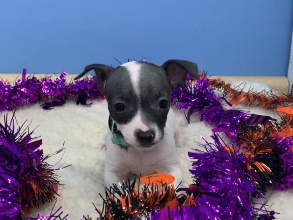 Chihuahua DOG Female White / Black 20104 Petland Batavia, Illinois