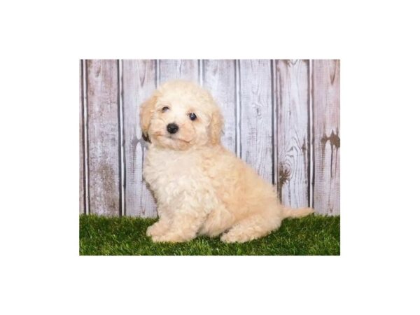 Havapoo-DOG-Female-Cream-20124-Petland Batavia, Illinois