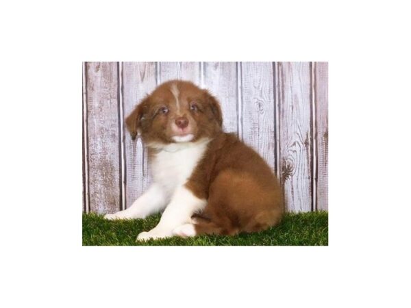 Australian Shep/Border Collie-DOG-Male-Red / White-20122-Petland Batavia, Illinois