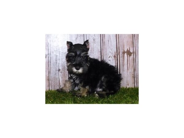 Miniature Schnauzer DOG Male Black / Silver 20121 Petland Batavia, Illinois