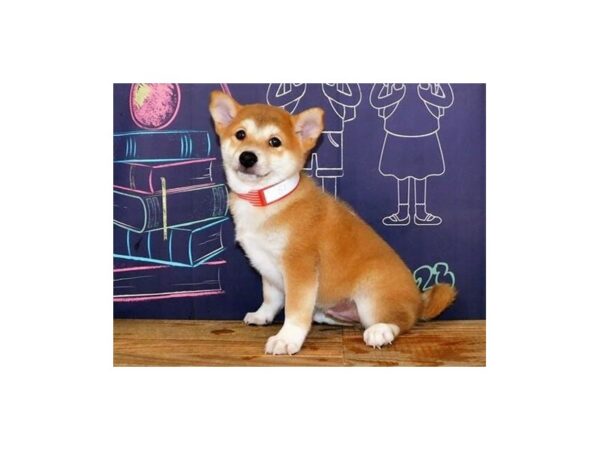 Shiba Inu DOG Male Red Sesame 20355 Petland Batavia, Illinois