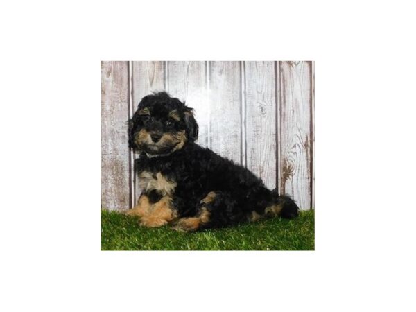 Havapoo DOG Female Black / Tan 12241 Petland Batavia, Illinois