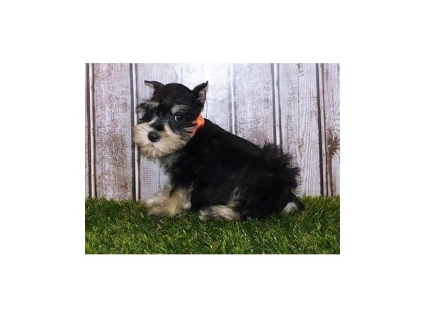Miniature Schnauzer-DOG-Female-Black / Silver-12240-Petland Batavia, Illinois