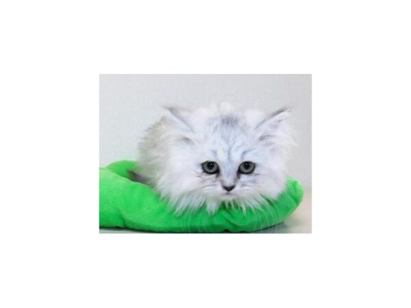 Persian CAT Male Shaded Silver 12231 Petland Batavia, Illinois