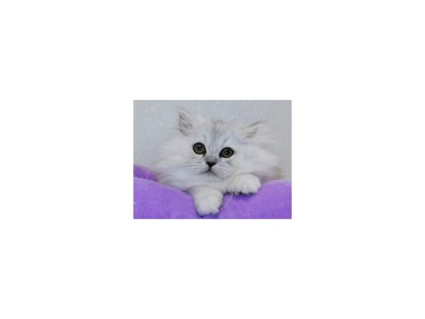 Persian CAT Female Shaded Silver 12233 Petland Batavia, Illinois