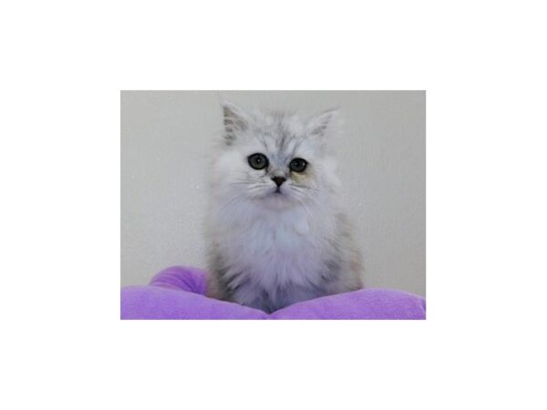 Persian CAT Female Shaded Silver 12232 Petland Batavia, Illinois