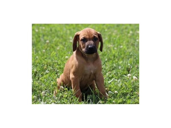 Rhodesian Ridgeback DOG Female Red 12244 Petland Batavia, Illinois