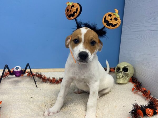 Great Pyrenees/Blue Heeler-DOG-Female-White, Red Ticked-12257-Petland Batavia, Illinois
