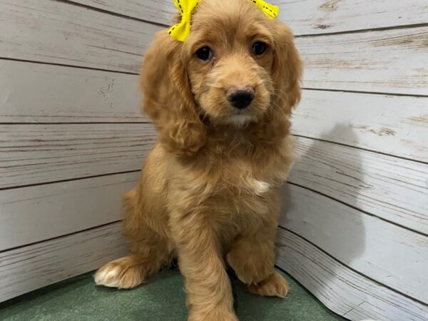 Cockapoo DOG Female Buff 12229 Petland Batavia, Illinois