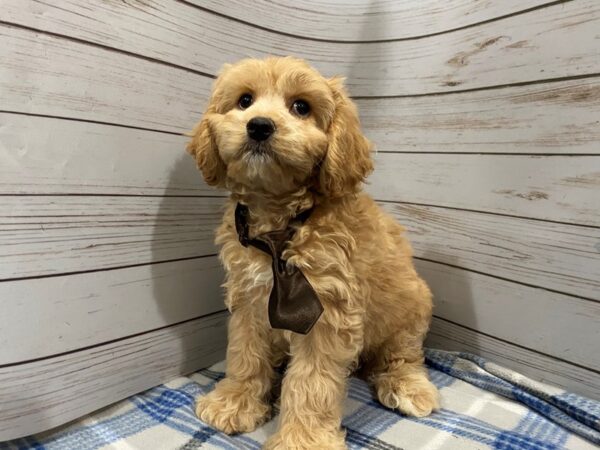 Cockapoo-DOG-Male-Buff-12230-Petland Batavia, Illinois