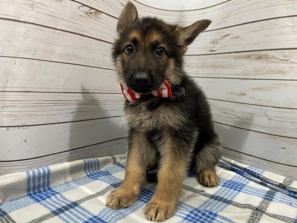 German Shepherd DOG Male Black and Tan 12227 Petland Batavia, Illinois