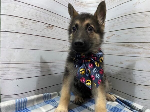 German Shepherd DOG Male Black and Tan 12228 Petland Batavia, Illinois