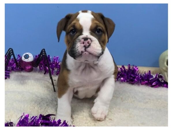 English Bulldog DOG Male Chocolate and White, Tan Markings 20377 Petland Batavia, Illinois