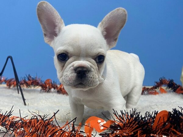 French Bulldog DOG Female Cream 20130 Petland Batavia, Illinois