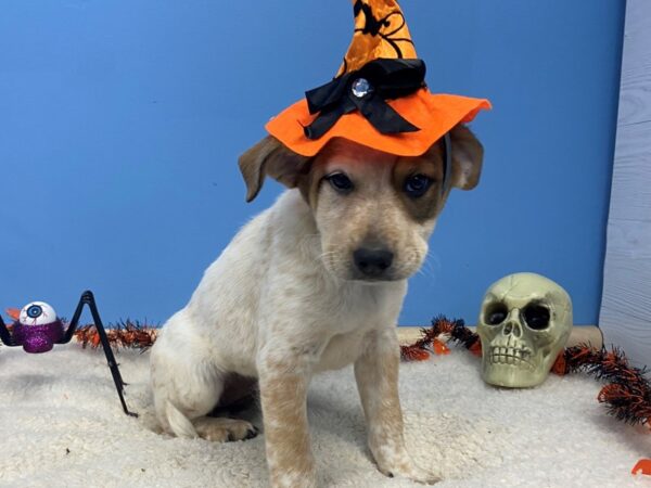 Great Pyrenees/Blue Heeler-DOG-Female-White, Red Ticked-12258-Petland Batavia, Illinois