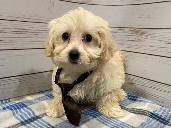 Malti Poo-DOG-Male-Cream-12242-Petland Batavia, Illinois