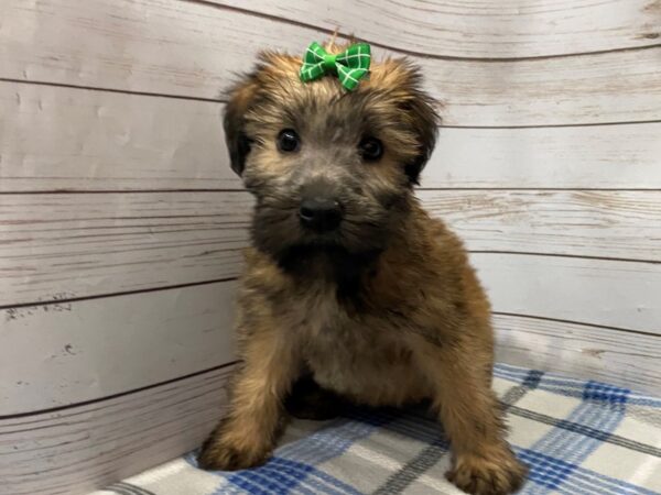 Soft Coated Wheaten Terrier-DOG-Female-Wheaten-12223-Petland Batavia, Illinois