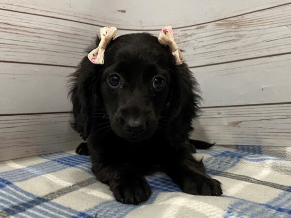 Dachshund-DOG-Female-Black-12220-Petland Batavia, Illinois