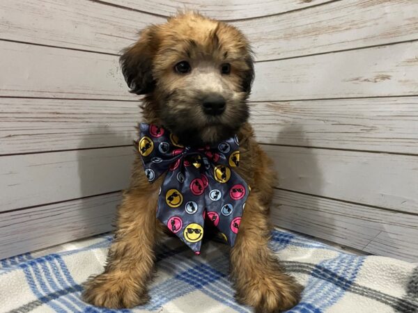Soft Coated Wheaten Terrier DOG Male Wheaten 12222 Petland Batavia, Illinois