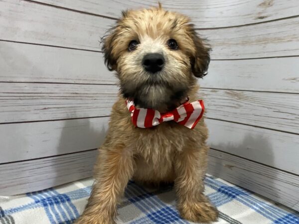 Soft Coated Wheaten Terrier-DOG-Male-Wheaten-12221-Petland Batavia, Illinois