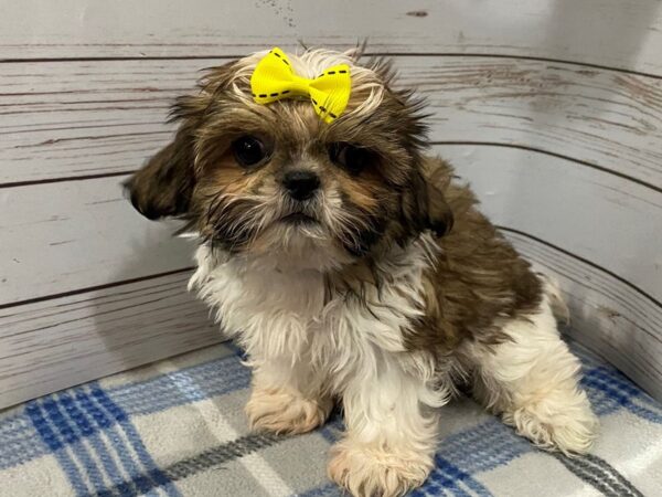 Shih Tzu DOG Female Gold Sable 12218 Petland Batavia, Illinois