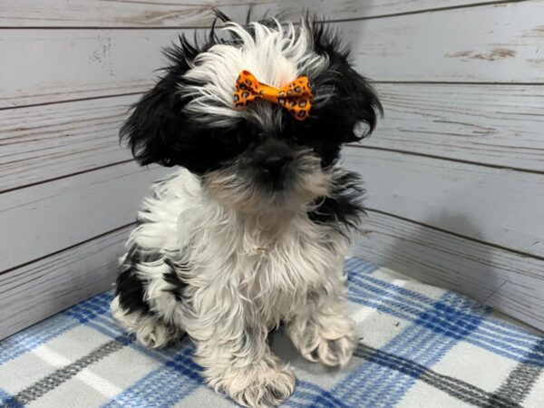 Shih Tzu-DOG-Female-Blue / White-12217-Petland Batavia, Illinois