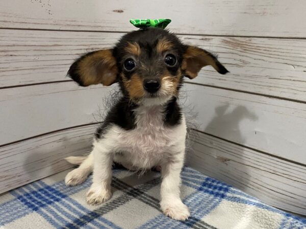 Doxie-Poo DOG Female Black / White 12216 Petland Batavia, Illinois