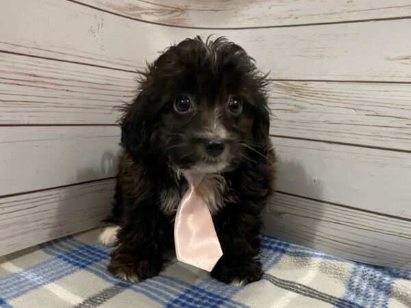 Mini Aussie-Poo DOG Male Black / White 12215 Petland Batavia, Illinois