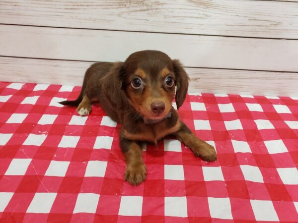 Dachshund DOG Male Chocolate / Tan 20349 Petland Batavia, Illinois
