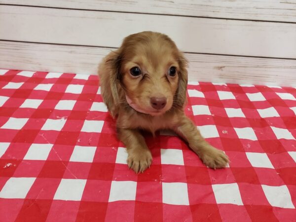 Dachshund DOG Male Blonde 20350 Petland Batavia, Illinois